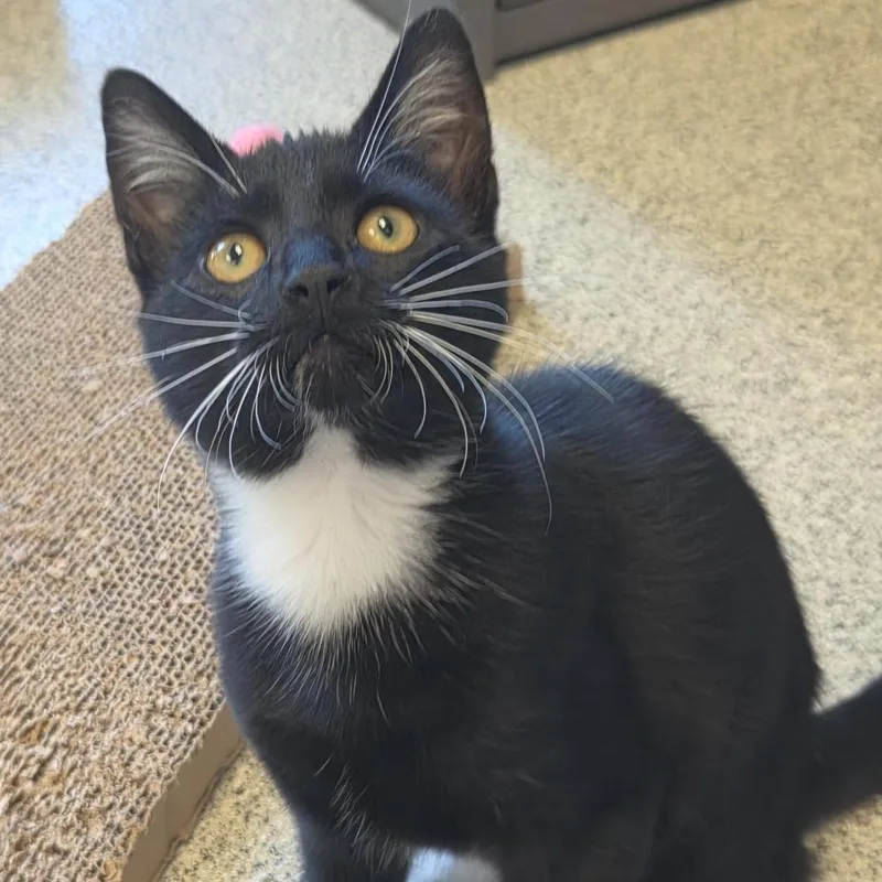 A baby medium-sized male Domestic Short Hair cat named Buttons for adoption in Cooperstown, NY