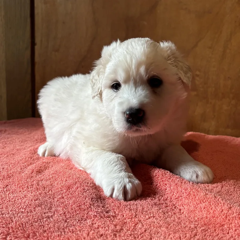 Puppy Alertsoleil  Shellie thumbnail 3