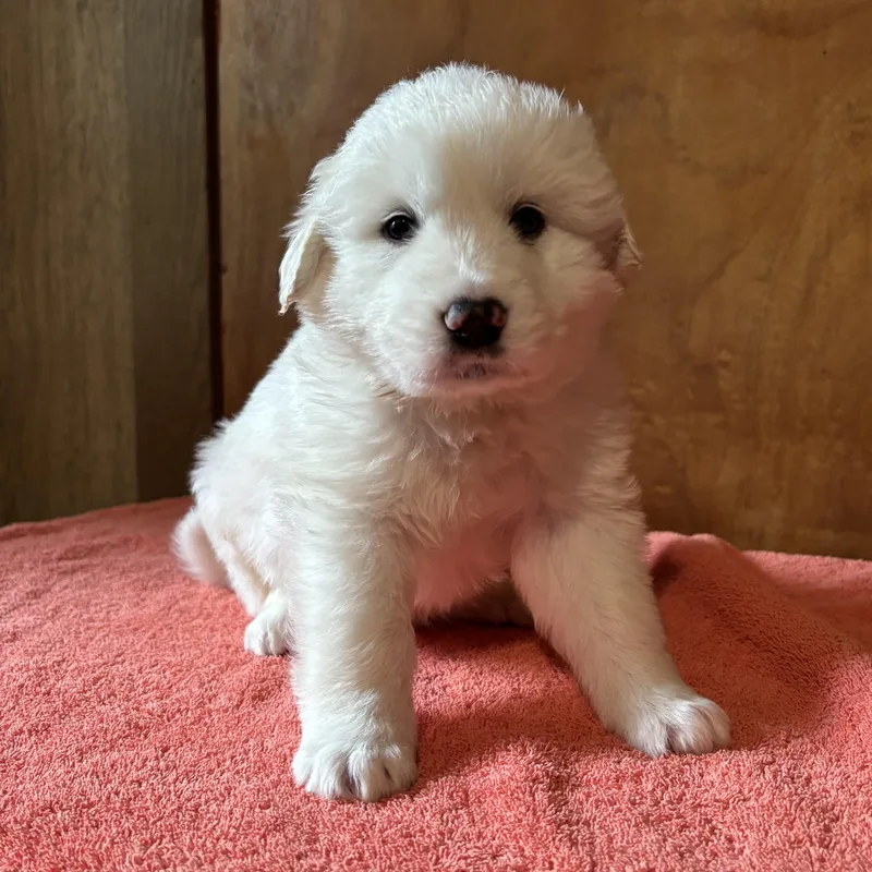 Puppy Alertsoleil  Shellie thumbnail 4