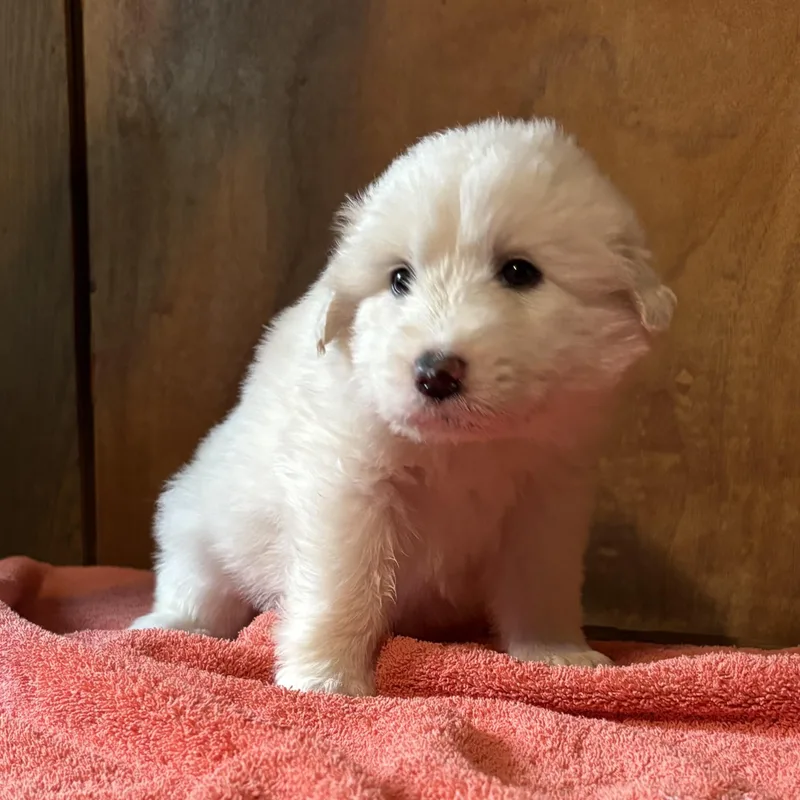 Puppy Alertsoleil  Shellie thumbnail 5
