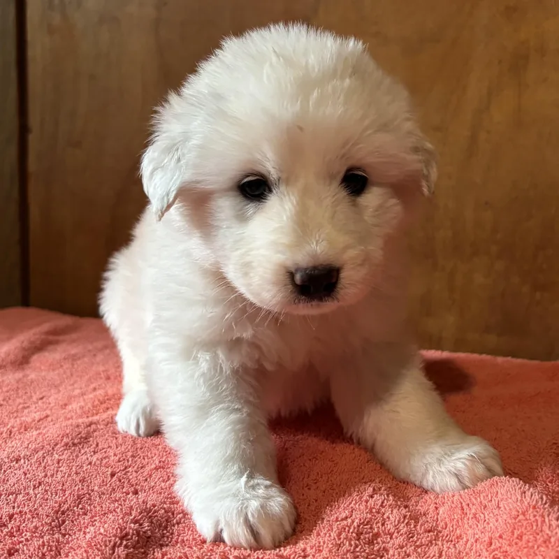 Puppy Alertsoleil  Shellie thumbnail 6