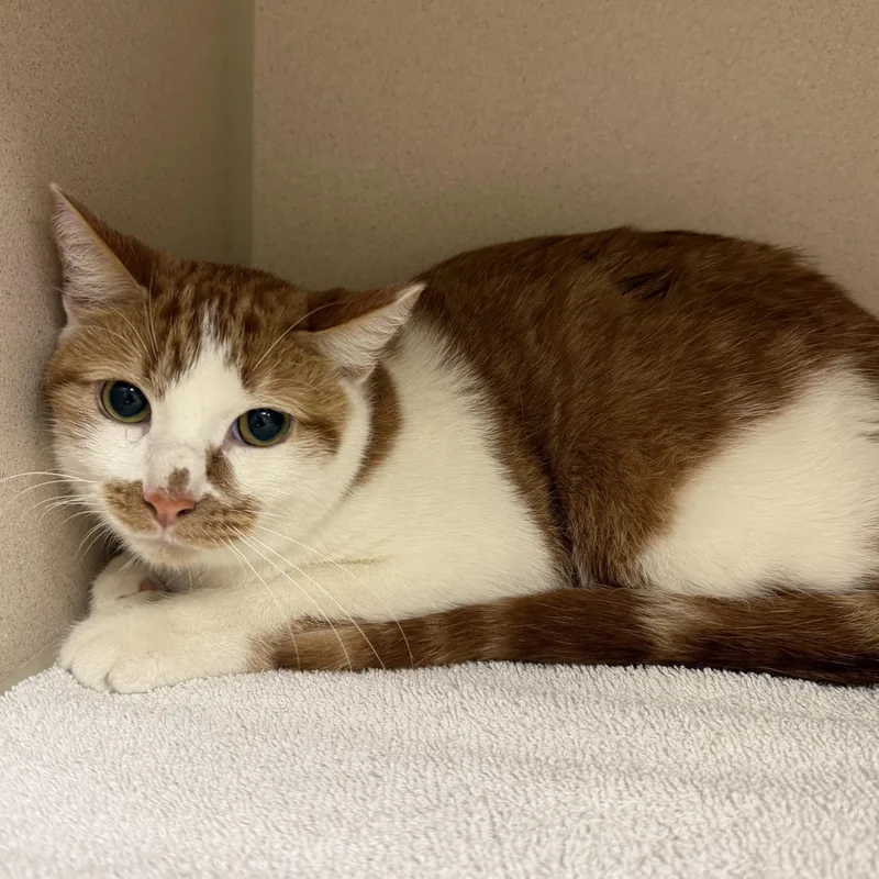 An adult medium-sized male Domestic Short Hair cat named Stitch for adoption in Kearney, NE