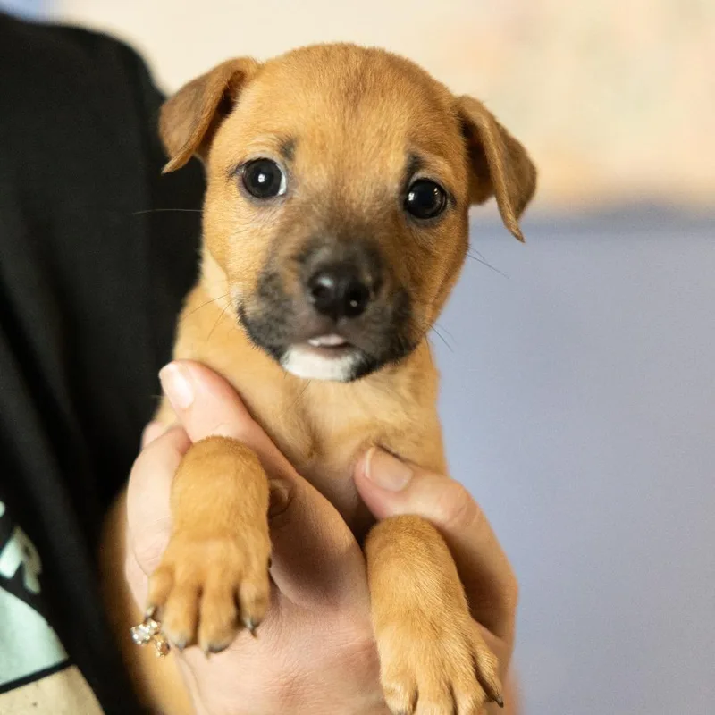 A baby medium-sized female Golden Mixed Breed dog named Black Widow for adoption in Cape Girardeau, MO