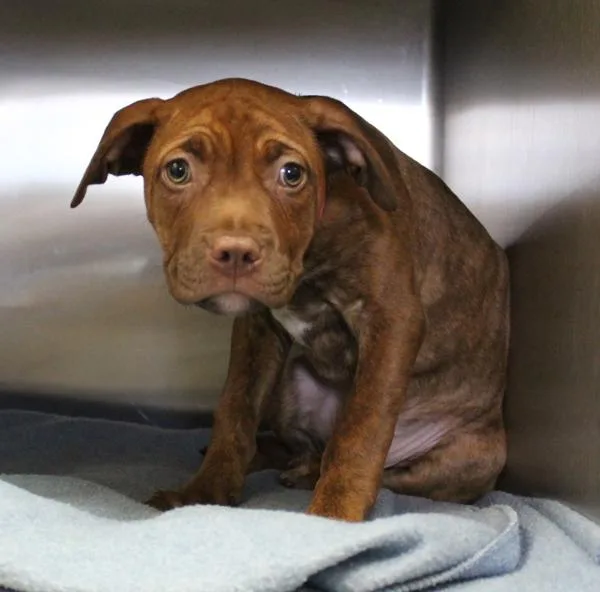 An adult small-sized female Pit Bull Terrier dog named Ic c Bella for adoption in Lawrenceville, GA