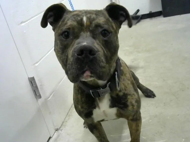 A young medium-sized male Pit Bull Terrier dog named Meechie for adoption in Toledo, OH