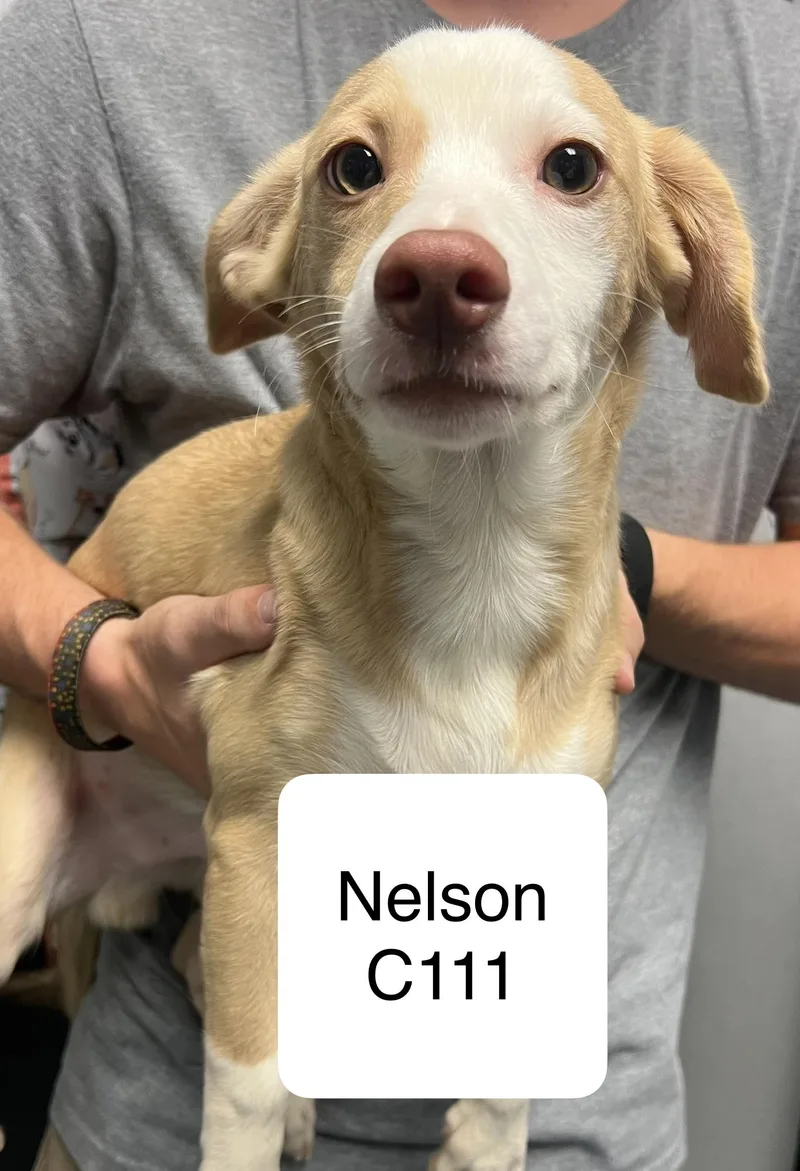 An adult small-sized male Yellow / Tan / Blond / Fawn Terrier dog named Nelson C for adoption in Morganton, NC