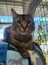 A young medium-sized male Tabby (Brown / Chocolate) Domestic Medium Hair cat named Buddy for adoption in Manitowoc, WI