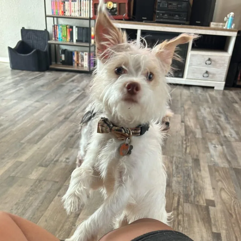 Winston Is  Pounds thumbnail 2