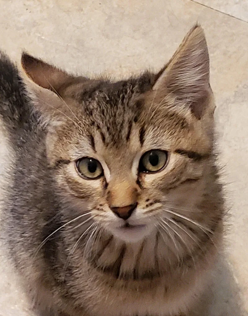 A baby medium-sized male Domestic Short Hair cat named Johnnie for adoption in Shawnee, KS