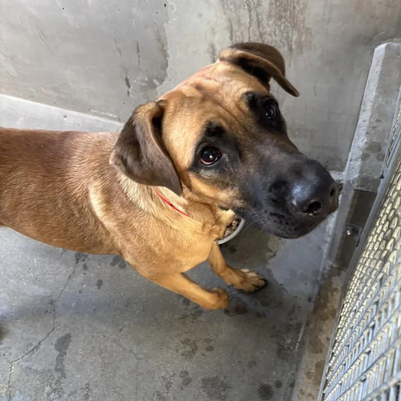 A young large-sized female German Shepherd Dog dog named Cha Cha A for adoption in Mission Hills, CA