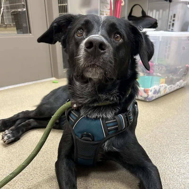 A young medium-sized male Mixed Breed dog named Rocky for adoption in Lynchburg, VA