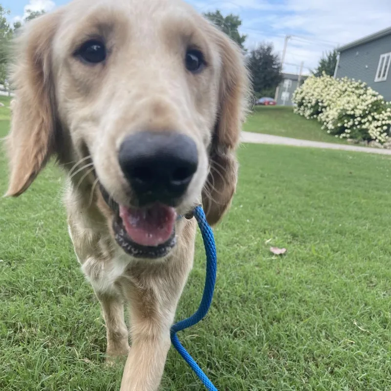 An adult medium-sized female Golden Mixed Breed dog named Blanche for adoption in Saint Charles, MO