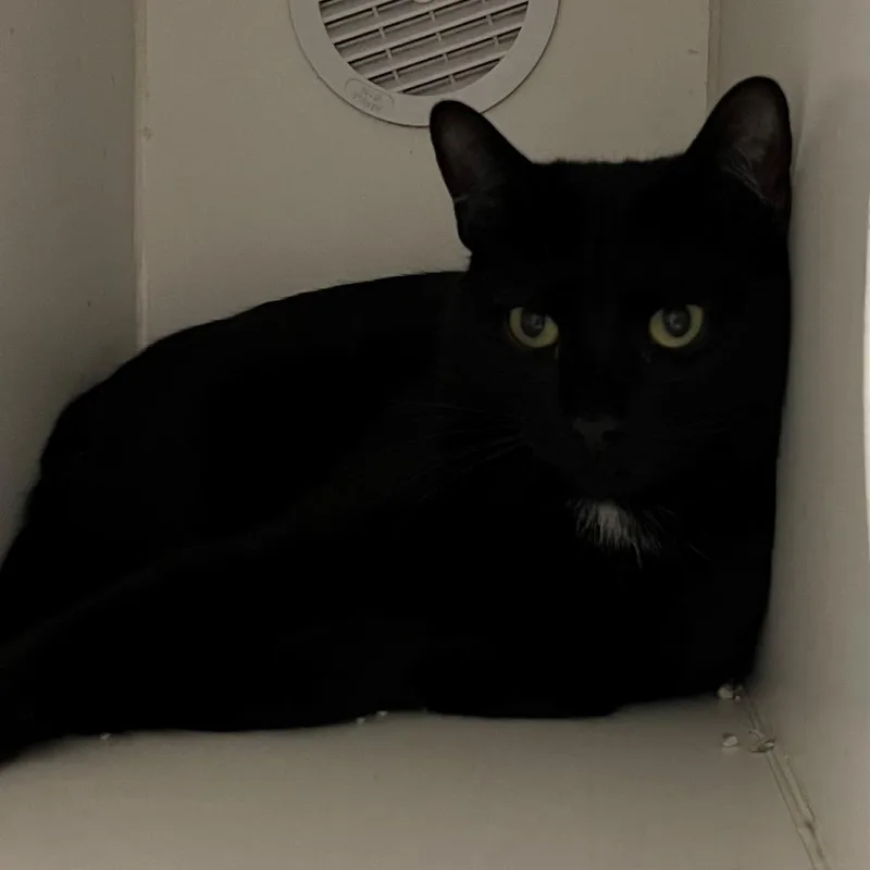 An adult large-sized male Black Domestic Short Hair cat named Bean for adoption in New York, NY