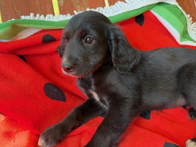 Suri Style thumbnail 2