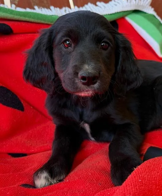 A baby medium-sized female Black Cocker Spaniel dog named Suri Style for adoption in Andover, MA