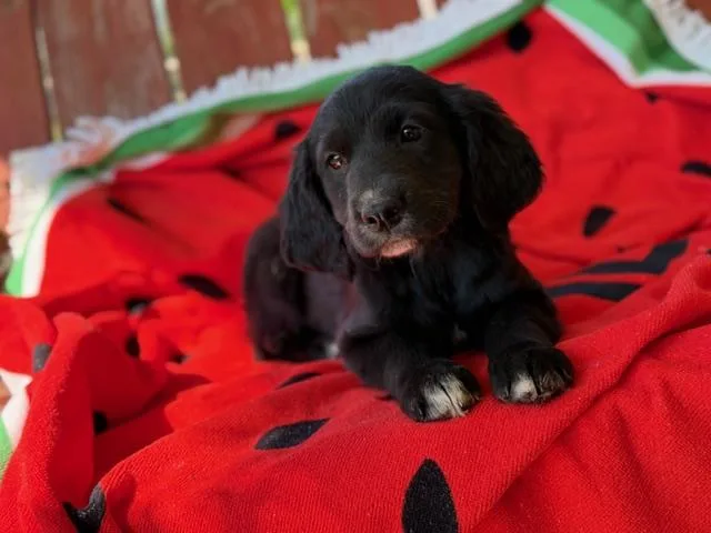 Suri Style thumbnail 3