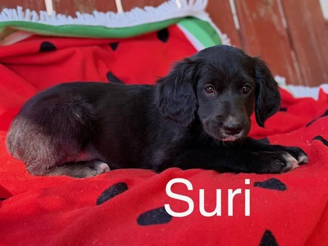 Suri Style thumbnail 4