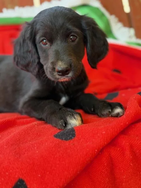 Suri Style thumbnail 5