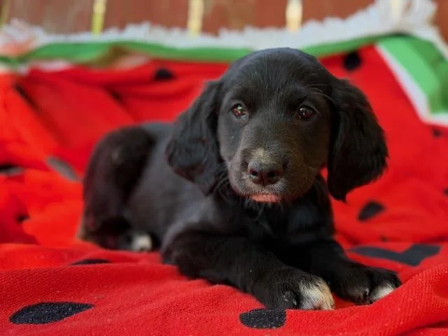 Suri Style thumbnail 6