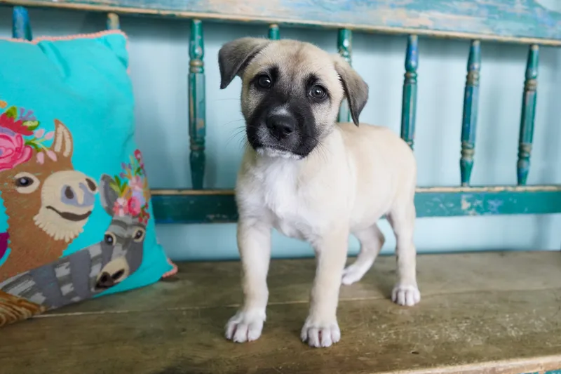 Peanut Butter thumbnail 2