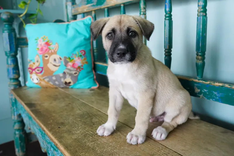 A baby medium-sized male Tricolor (Brown, Black, & White) Black Mouth Cur dog named Peanut Butter for adoption in San Antonio, TX