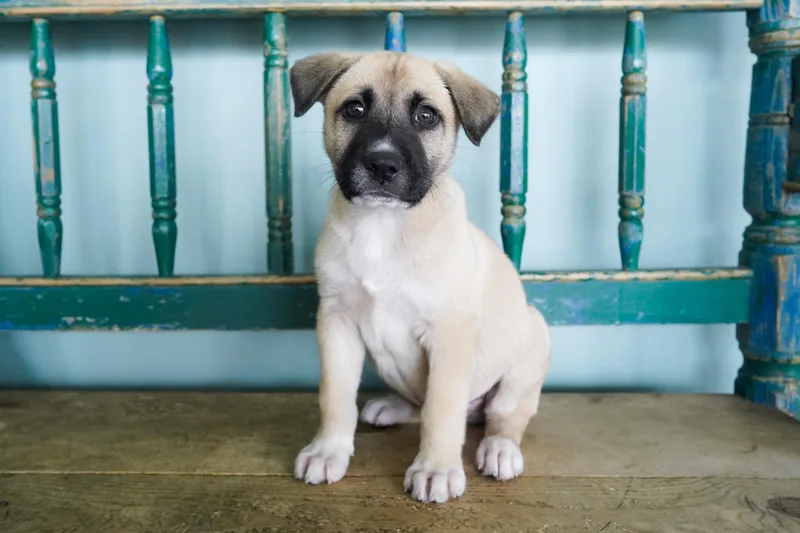 Peanut Butter thumbnail 3