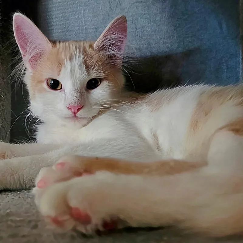 A baby small-sized male Domestic Medium Hair cat named FWT Timmy for adoption in Midland, TX