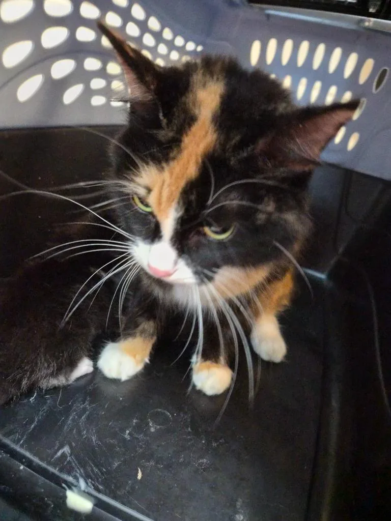 A young medium-sized female Domestic Short Hair cat named Cali Co. Incorporated for adoption in Rome, GA