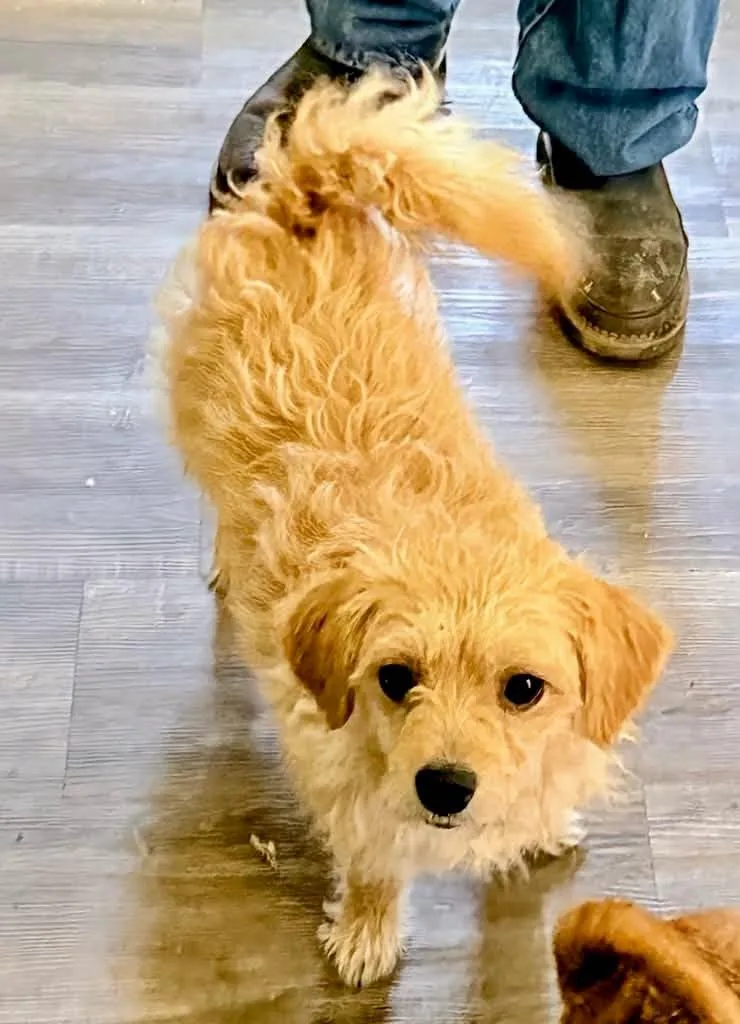 A young small-sized female Fox Terrier dog named Bonnie for adoption in Roseburg, OR