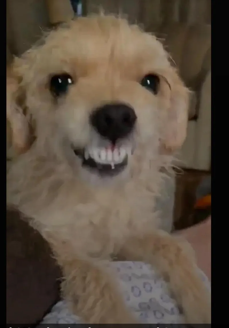 Bonnie thumbnail 3
