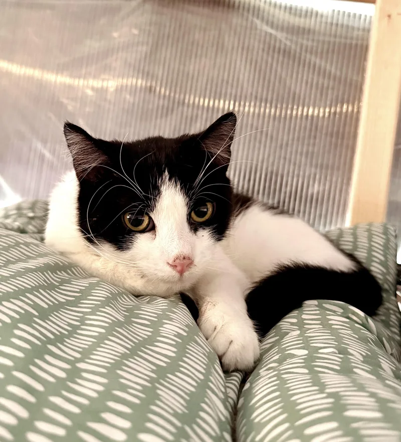 A baby medium-sized male Black & White / Tuxedo Tuxedo cat named Petyr for adoption in Philadelphia, PA