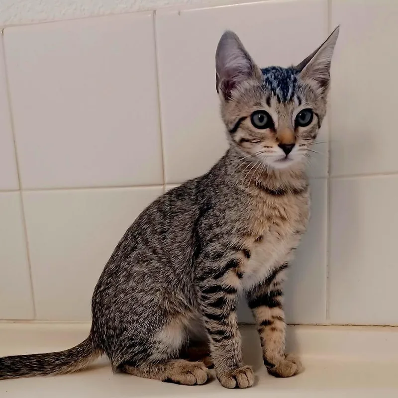 A baby small-sized female Brown / Chocolate Domestic Short Hair cat named Moira for adoption in Washoe Valley, NV