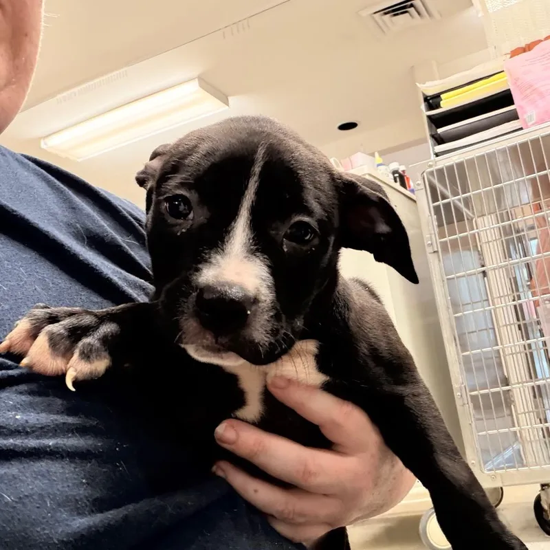 A baby small-sized female Black Pit Bull Terrier dog named Shock for adoption in Indianapolis, IN