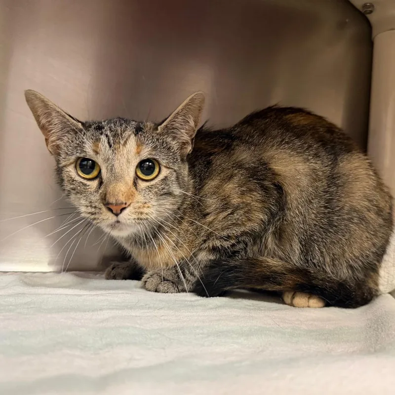 An adult medium-sized female Domestic Short Hair cat named Mia for adoption in Perkiomenville, PA