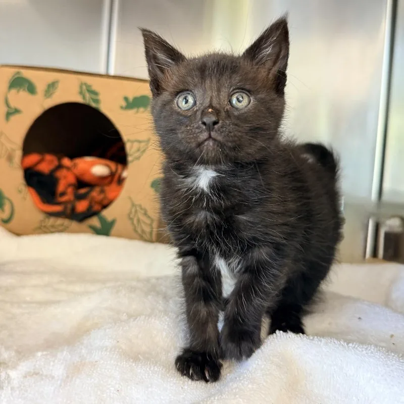 A baby small-sized male Black Domestic Short Hair cat named Del Scorcho for adoption in Palm Springs, CA