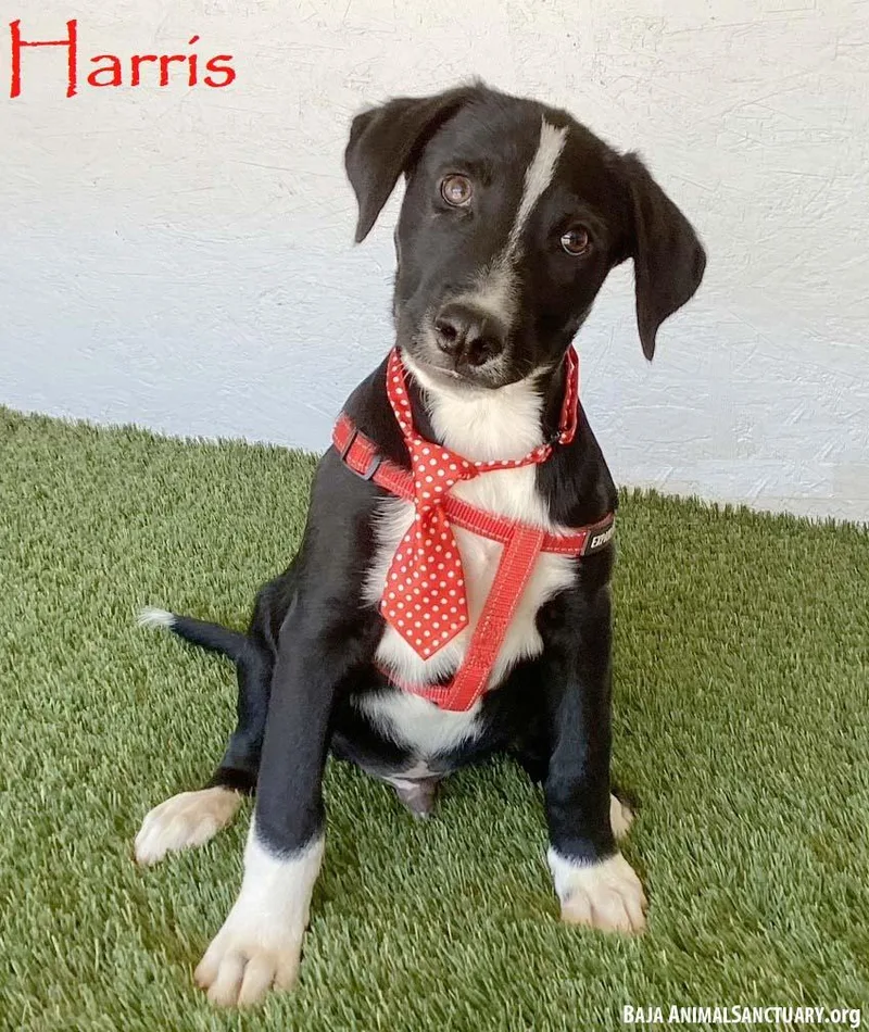 A baby medium-sized male Black Labrador Retriever dog named Harris for adoption in San Diego, CA
