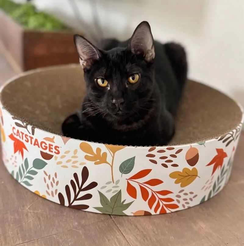 Oreo   Cookie thumbnail 2