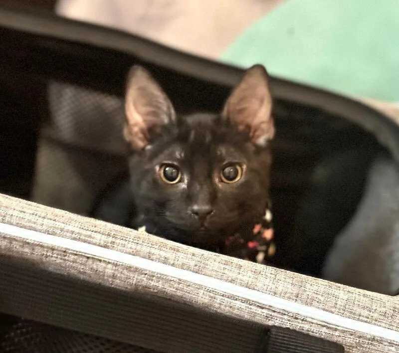 Oreo   Cookie thumbnail 4