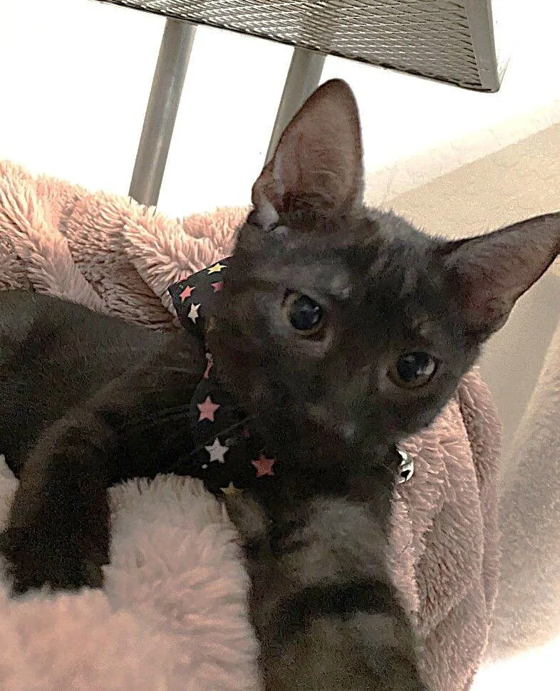 Oreo   Cookie thumbnail 6