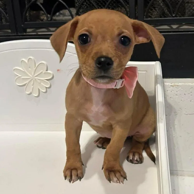 A baby small-sized female Yellow / Tan / Blond / Fawn Chihuahua dog named Pandora for adoption in Fort Worth, TX