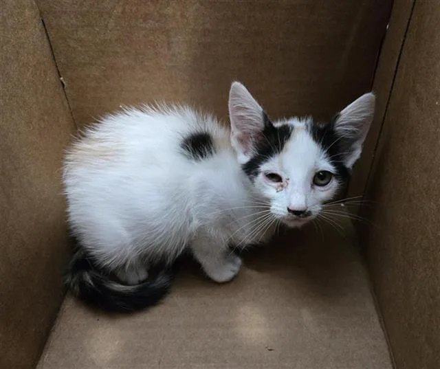 A baby medium-sized female Domestic Short Hair cat named Sugar for adoption in Dallas, TX