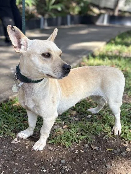 A baby small-sized female Terrier dog named Puakinikini for adoption in Honolulu, HI