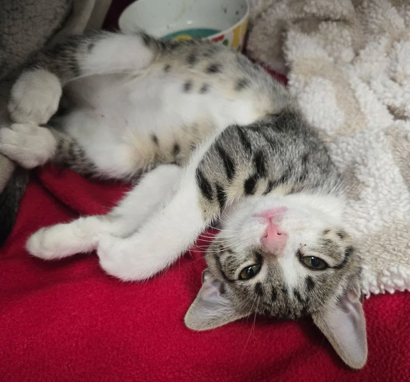 A baby medium-sized female Domestic Short Hair cat named Sweet Girl for adoption in Seal Beach, CA