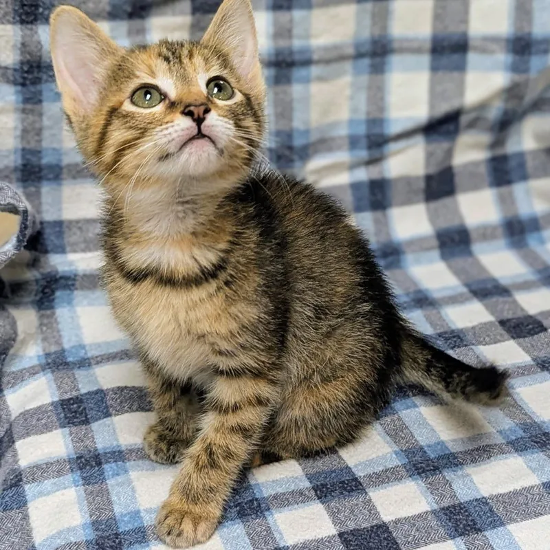 A baby small-sized female Brown / Chocolate Domestic Short Hair cat named Curie for adoption in Brighton, MO