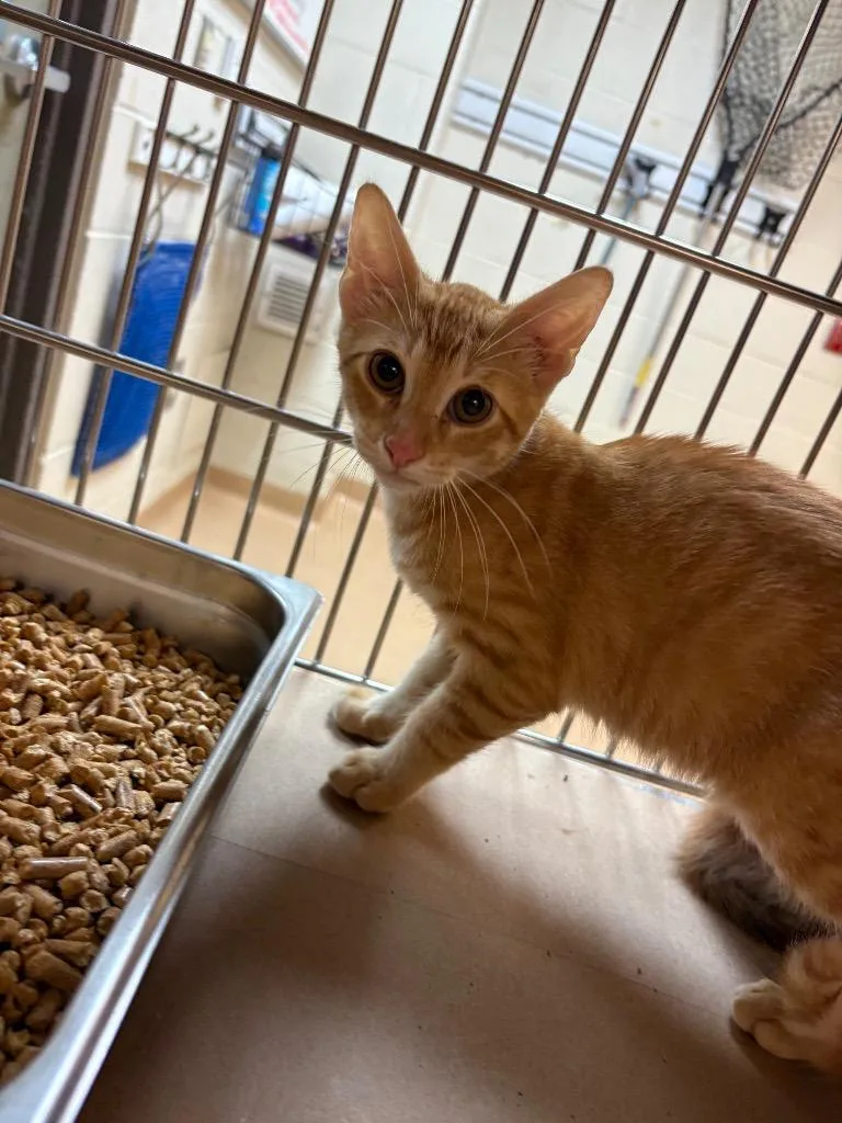 A baby medium-sized male Tabby cat named Flash for adoption in Nacogdoches, TX