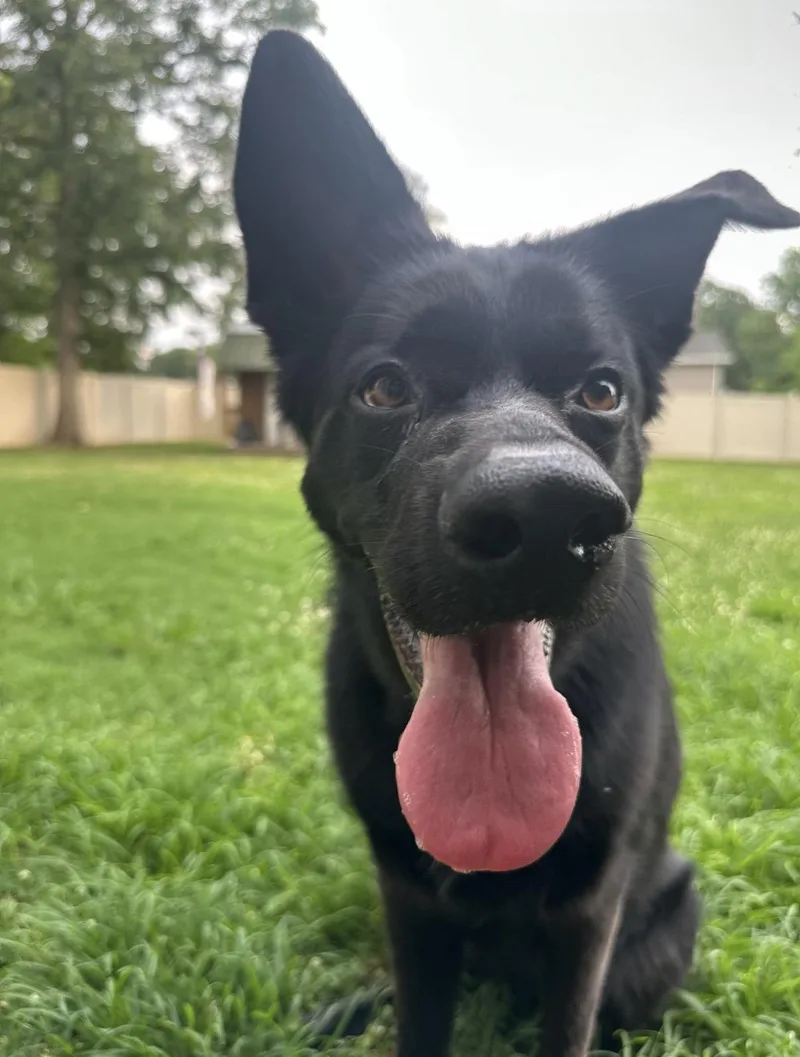 A young large-sized female Black German Shepherd Dog dog named Remi for adoption in Rock Spring, GA
