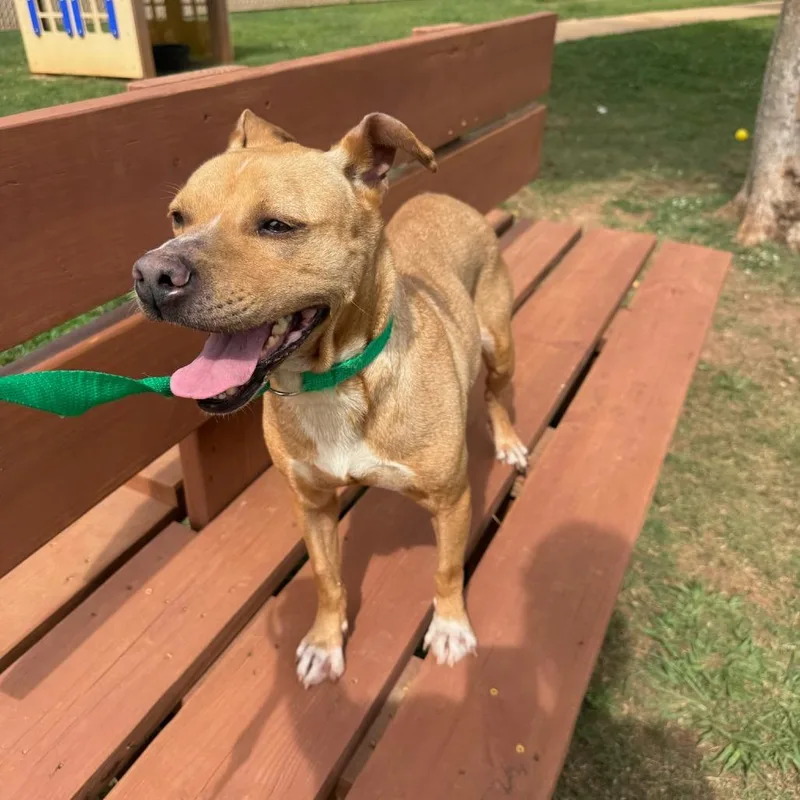 An adult medium-sized female Terrier dog named Tilly for adoption in LaGrange, GA