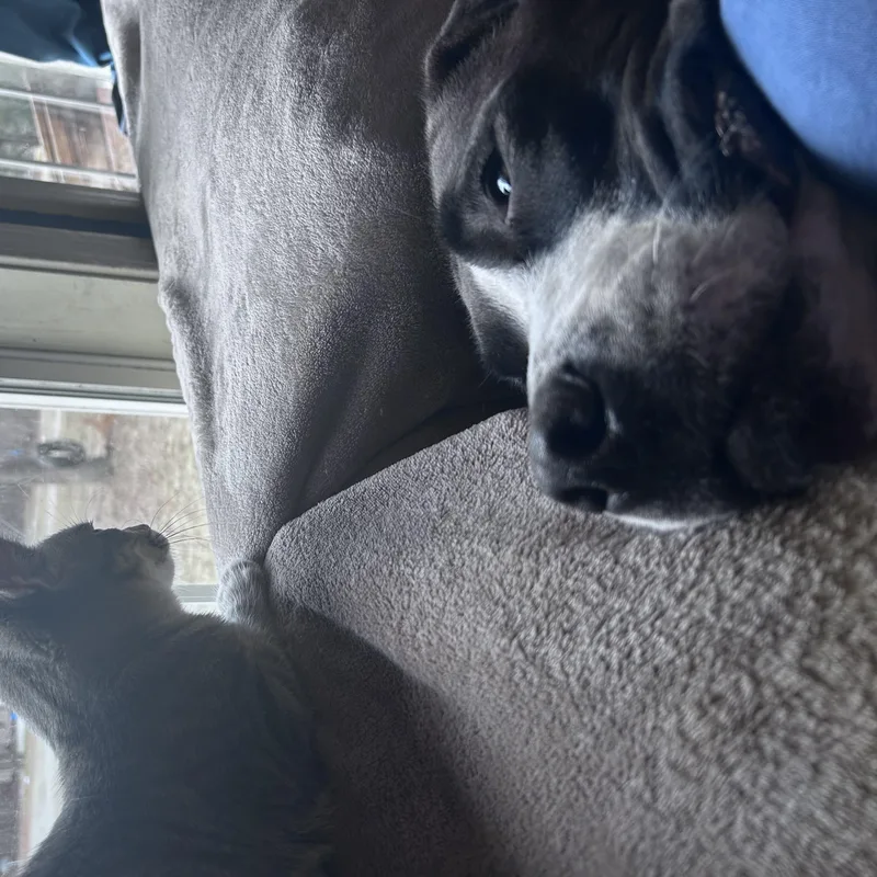 A young medium-sized male Shar-Pei dog named Kodiak Courtesy Listed for adoption in Midland, MI