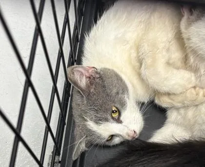 An adult small-sized female Domestic Short Hair cat named Asteria for adoption in Cumming, GA