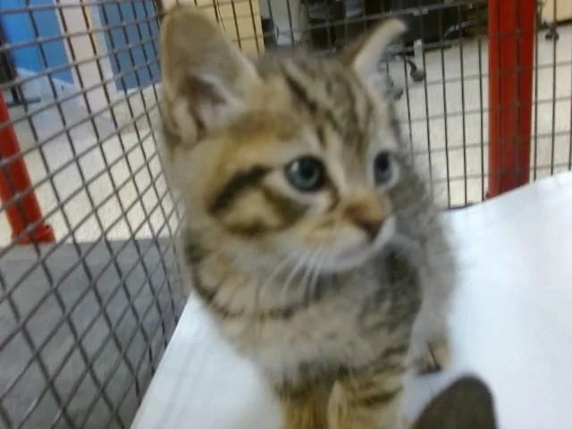 A baby small-sized male Domestic Short Hair cat named Lucas for adoption in Miami, FL